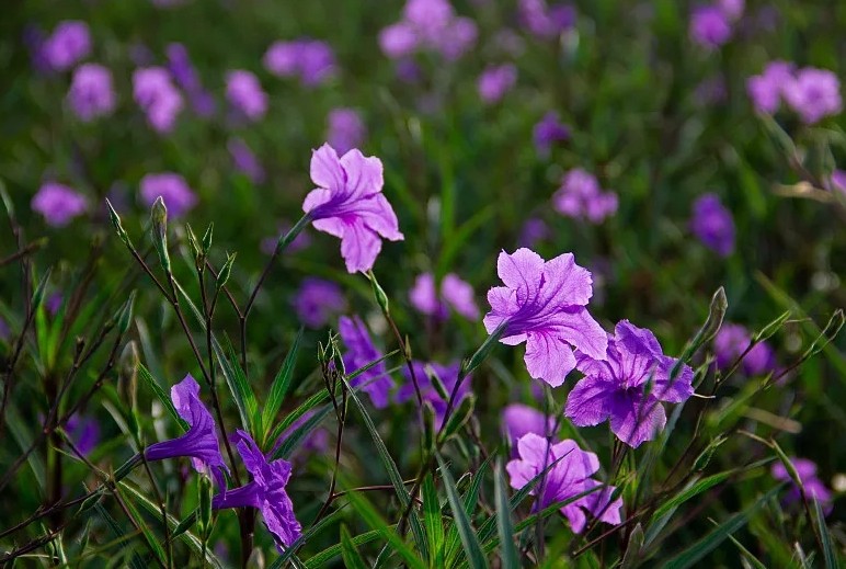 蓝花草