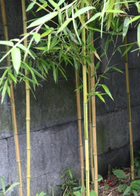 金镶玉竹11.jpg